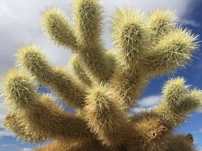 Cholla cactus, don't hold this either